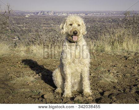 Labradoodle Trail Dog Portrait On A Colorado Mesa.