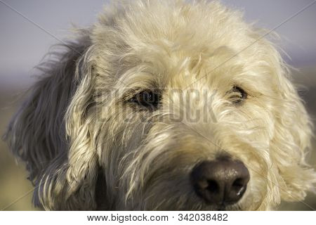 Labradoodle Trail Dog Portrait On A Colorado Mesa.