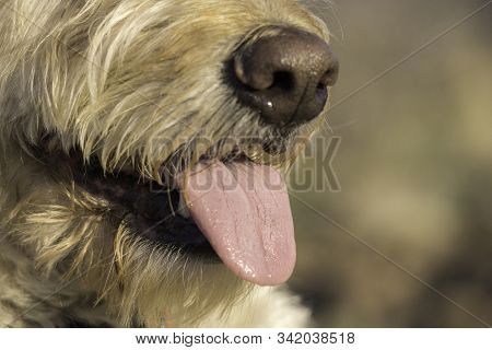 Labradoodle Trail Dog Portrait On A Colorado Mesa.