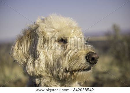 Labradoodle Trail Dog Portrait On A Colorado Mesa.