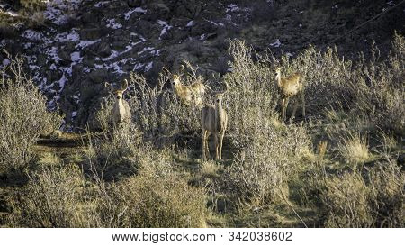 Mule Deer In The Colorado Rocky Mountains.