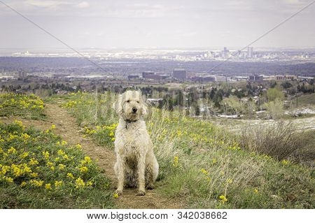 Labradoodle Trail Dog Portrait On A Colorado Trail.
