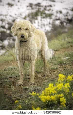 Labradoodle Trail Dog Portrait On A Colorado Trail.
