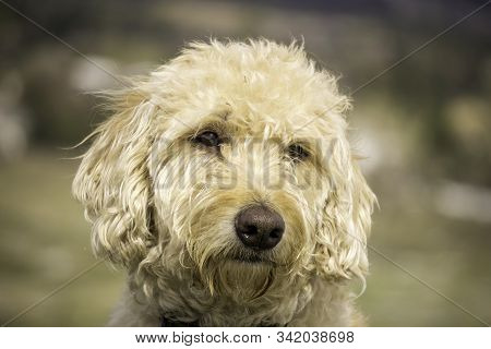Labradoodle Trail Dog Portrait On A Colorado Mesa.