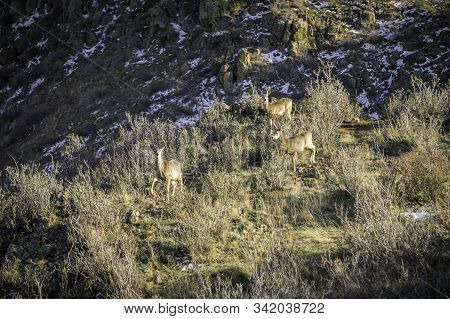 Mule Deer In The Colorado Rocky Mountains.