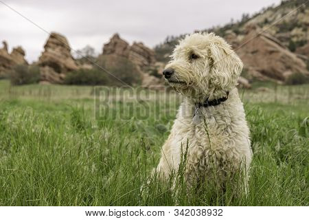 Colorado Trail Dog In South Valley Park.