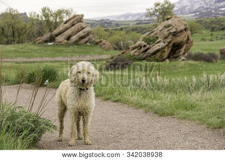 Colorado Trail Dog In South Valley Park.