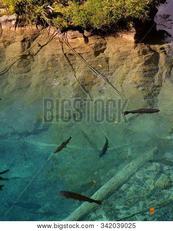 Trouts Swimming In Crystal Clear Mountain Lake Blausee In Swiss Bernese Oberland