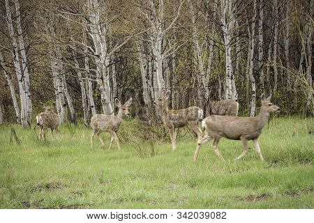Mule Deer In The Colorado Rocky Mountains.