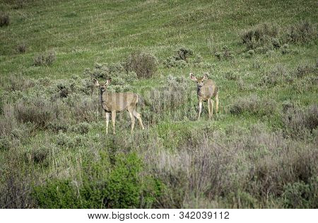 Mule Deer In The Colorado Rocky Mountains.