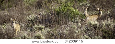A Group Of Deer Hear Me Coming Up The Hill Towards Them In The Mountains Of Grand Mesa, Colorado.
