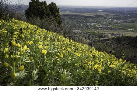 Yellow Wildflowers In A Colorado Front Range Meadow.