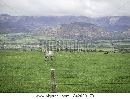 Horse In Pasture On Grand Mesa In Colorado.