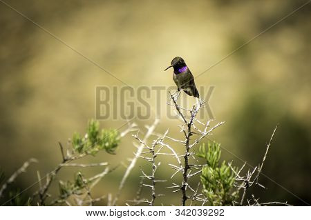 Perched Hummingbird In The Colorado Rocky Mountains.