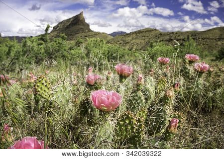 Cacti Blooming On The High Colorado Plateau.