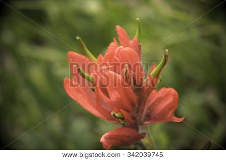Indian Paintbrush In The Colorado Rocky Mountains.