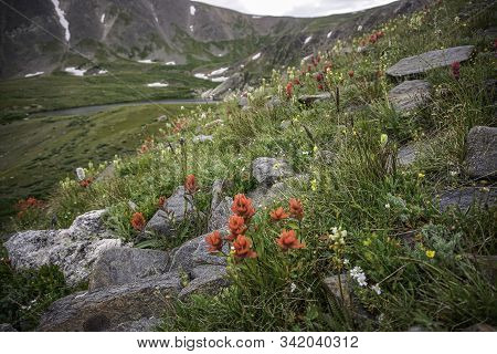 Indian Paintbrush On A Mountainside In The Colorado Rockies.