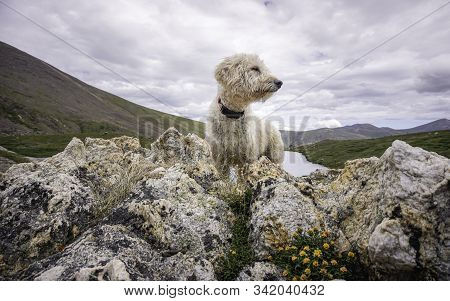 Labradoodle Above Silver Dollar Lake In The Colorado Rockies.
