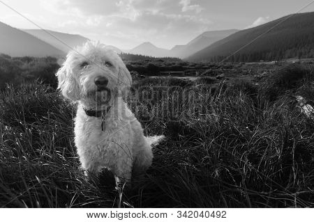 Trail Dog Sitting In Rocky Mountain Valley..