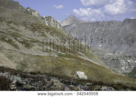 Rocky Mountain Goats In The Sawatch Range Of Colorado.