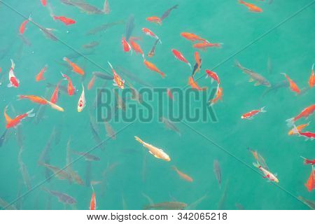 Fishes Swimming In Black Dragon Pool, Landmark And Popular Spot For Tourists Attractions Near Lijian