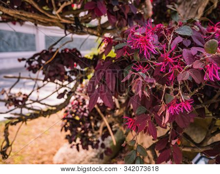 Loropetalum Or Chinese Fringe Flower  In The Park At China