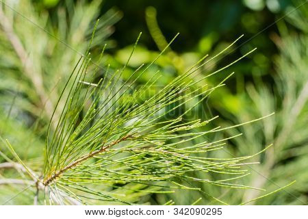 Twig Branch Of A Exotic Fir Tree