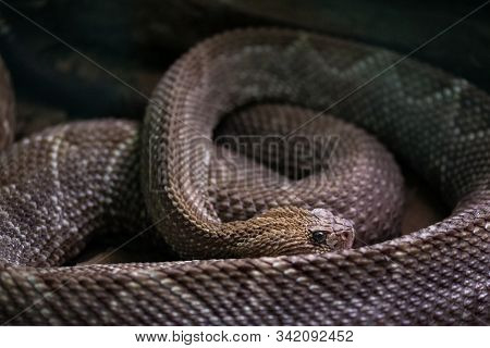 The South American Rattlesnake. Crotalus Durissus Terrificus.