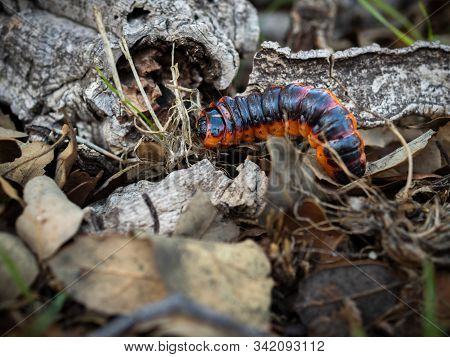 Caterpillar In Its Natural Environment. Macro Photography.