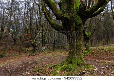 Otzarreta Beech Forest. Gorbea Natural Park. Spain.