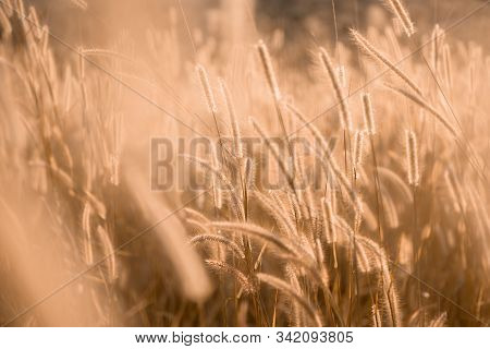Mission Grass Flower Or Pennisetum Pedicellatum Grass Meadow Sunset In The Garden