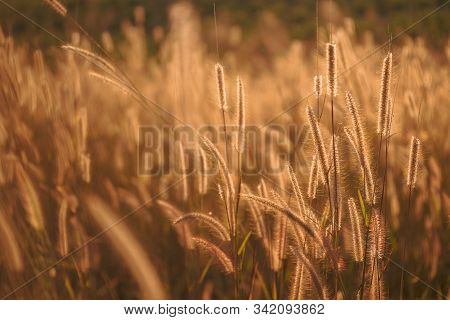 Mission Grass Flower Or Pennisetum Pedicellatum Grass Meadow Sunset In The Garden