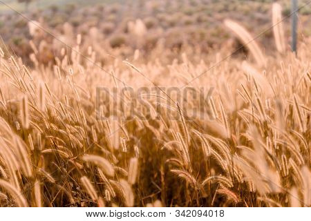 Mission Grass Flower Or Pennisetum Pedicellatum Grass Meadow Sunset In The Garden