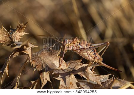 Ephippiger Ephippiger. Female Cicada Photographed In Their Natural Environment.