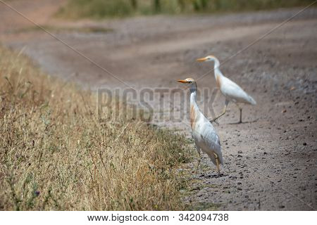 The Western Cattle Egret (bubulcus Ibis) Is A Species Of Heron.