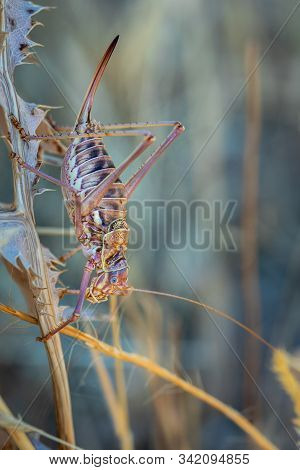 Ephippiger Ephippiger. Female Cicada Photographed In Their Natural Environment.