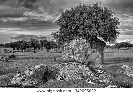 Landscape In The Dehesa De Arroyo De Luz. Extremadura. Spain.