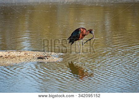The Glossy Ibis (plegadis Falcinellus) Is A Wading Bird In The Ibis Family Threskiornithidae