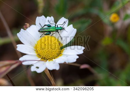 Oedemera Nobilis. Beetle In Its Natural Environment.
