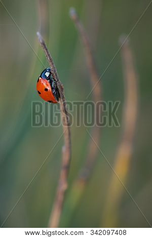Ladybug In Their Natural Environment. Macro Photography.