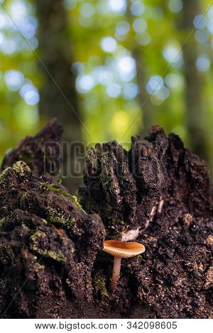 Mushroom In A Chestnut Forest. Macro Photography.