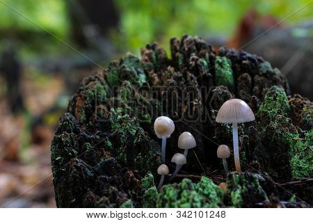 Mushrooms In A Chestnut Forest. Macro Photography.