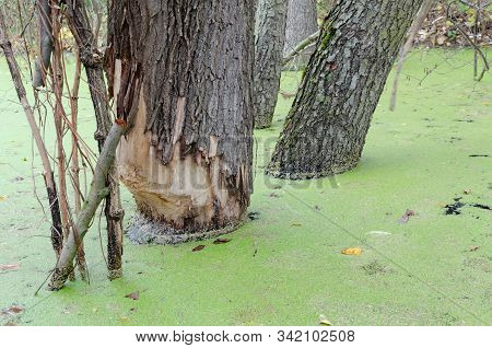 The Tree Is Eaten By Beavers, Beavers Damaged The Tree To Block The Brook, In The Forest Among The T