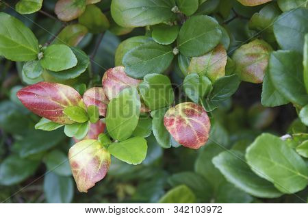 Leaves Of Viburnum Japonicum In Daylight. The Plant Is Distributed On Sakhalin, The Kuril Islands, J