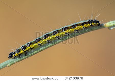Pieris Brassicae. Caterpillar In Its Natural Environment.