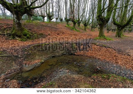 Otzarreta Beech Forest. Gorbea Natural Park. Bizkaia. Spain.