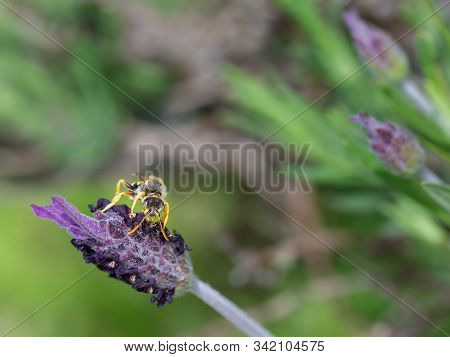 Nomada Subcornuta, A Species Of Bee In Its Natural Environment.