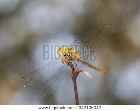 Dragonfly Photographed In Their Natural Environment. Macro Photography.