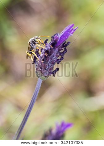 Nomada Subcornuta, A Species Of Bee In Its Natural Environment.