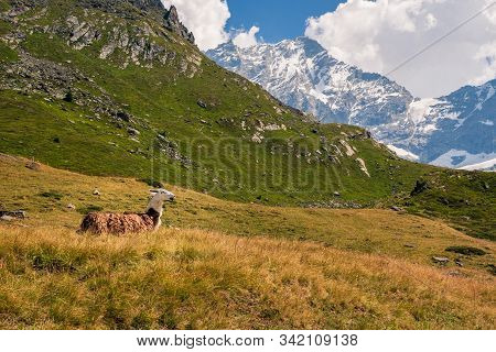 A Llama High Up In The Swiss Pennine Alps Near The Mountain Lake Arpitetta. Ayer, Valais, Switzerlan